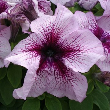 Петуния крупноцветковая (Petunia grandiflora)