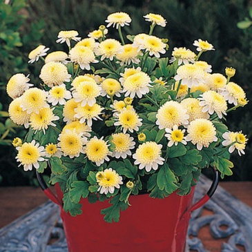 Пиретрум девичий (Tanacetum parthenium)