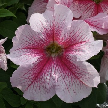 Петуния крупноцветковая (Petunia grandiflora)
