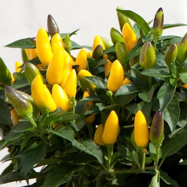 Перец летний (Capsicum annuum)