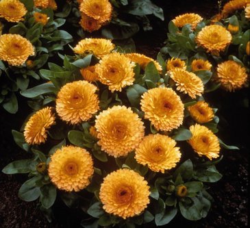 Календула лекарственная (Calendula officinalis)