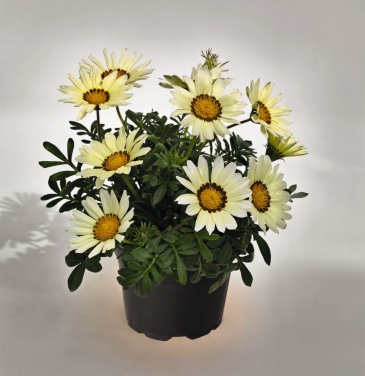 Гацания жестковатая (Gazania rigens)