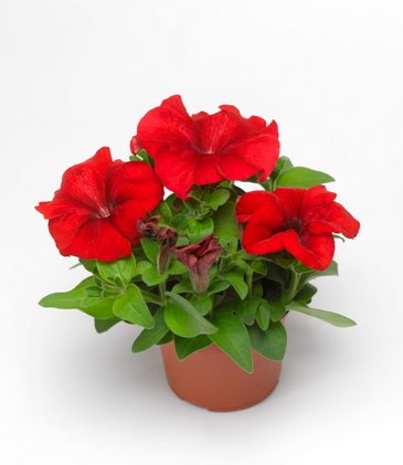 Петуния крупноцветковая (генетически компактная) (Petunia grandiflora)