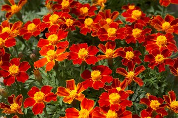 Бархатцы отклоненные (Tagetes patula)