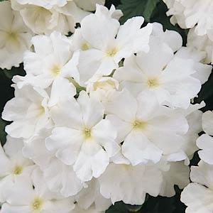 Вербена гибридная (Verbena hybrida)