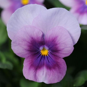 Виола рогатая (Viola cornuta)