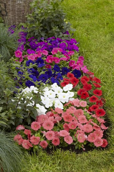 Петуния многоцветковая (генетически компактная) (Petunia multiflora)