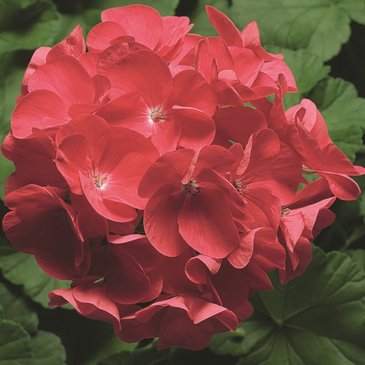 Герань (пеларгония садовая) (Pelargonium x hortorum)