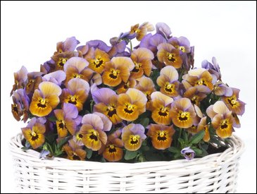 Виола гибридная (Viola wittrockiana x cornuta)
