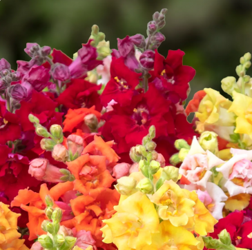 Львиный зев (Антирринум) большой (Antirrhinum majus)