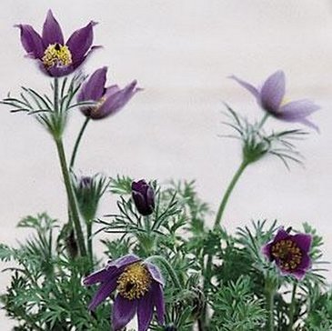 Прострел даурский  (Pulsatilla dahurica)