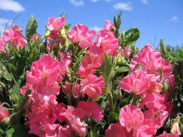 Горошек душистый (Lathyrus odoratus)