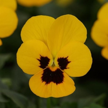 Виола рогатая (Viola cornuta)