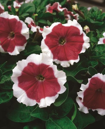 Петуния крупноцветковая (Petunia grandiflora)