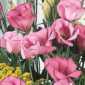 Лизиантус (Эустома) крупноцветковый (Lisianthus grandiflorum)