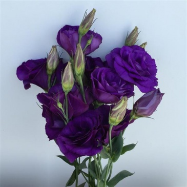 Лизиантус (Эустома) крупноцветковый (Lisianthus grandiflorum)