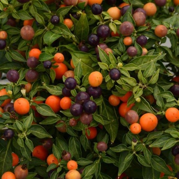 Перец летний (Capsicum annuum)