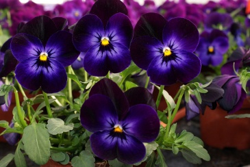 Виола рогатая (Viola cornuta)