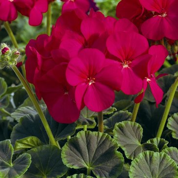 Герань (пеларгония садовая) (Pelargonium x hortorum)