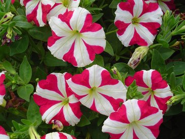 Петуния многоцветковая (Petunia multiflora)