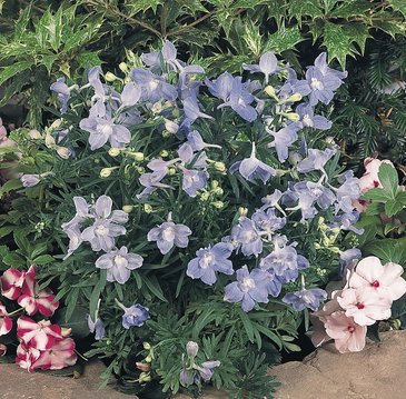 Дельфиниум крупноцветковый (Delphinium grandiflorum)