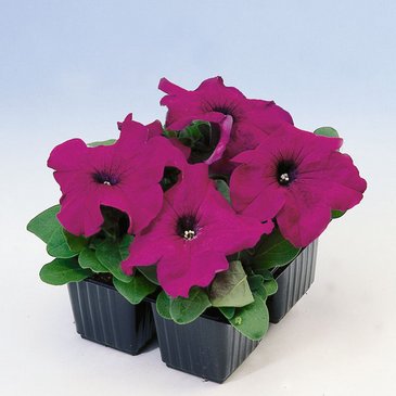 Петуния крупноцветковая (генетически компактная) (Petunia grandiflora)