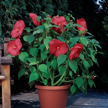 Гибискус мускусный (Hibiscus moscheutos)
