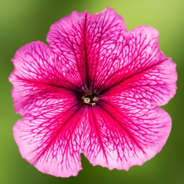 Петуния многоцветковая (генетически компактная) (Petunia multiflora)