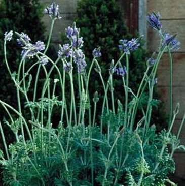 Лаванда многонадрезная (Lavandula multifida)