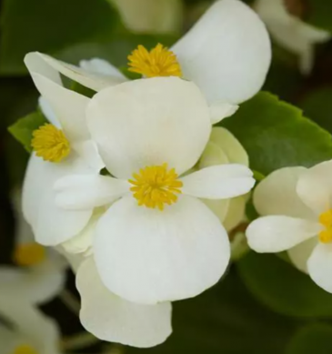 Бегония гибридная ампельная (зеленая листва) (Begonia hybrida)