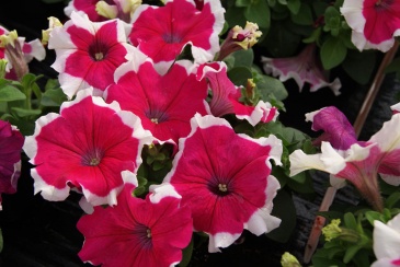 Петуния крупноцветковая (генетически компактная) (Petunia grandiflora)