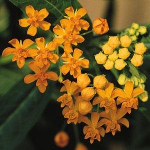 Ваточник курассавский (Asclepias curassavica)
