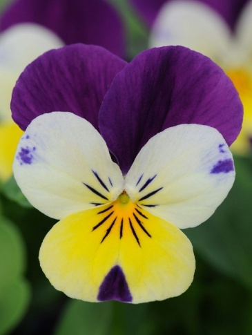 Виола рогатая (Viola cornuta)