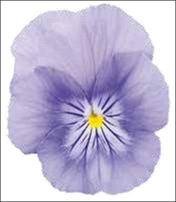 Виола гибридная (Viola wittrockiana x cornuta)