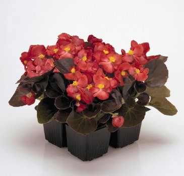 Бегония вечноцветущая (бронзовая листва) (Begonia semperflorens)