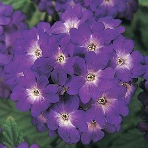 Вербена гибридная (Verbena hybrida)