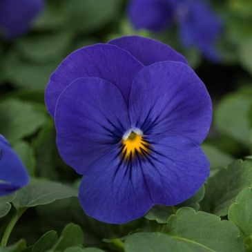 Виола рогатая (Viola cornuta)