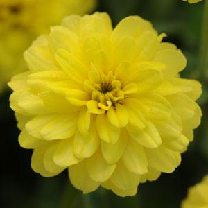Цинния мариландская (Zinnia marylandica)