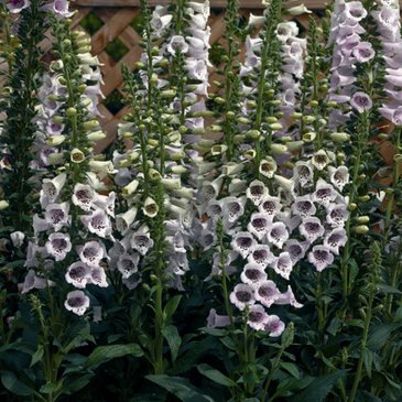 Наперстянка пурпурная (Digitalis purpurea)