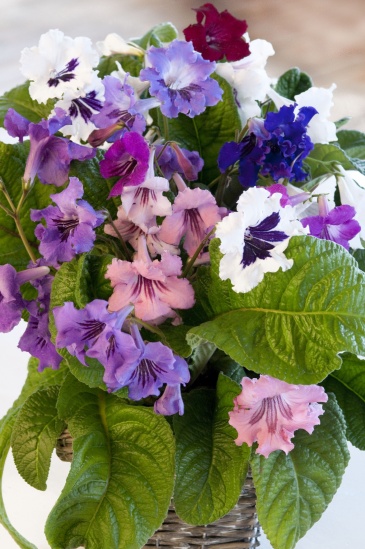 Стрептокарпус гибридный (Streptocarpus x hybridus)