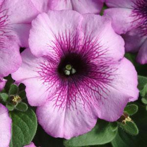 Петуния многоцветковая (Petunia multiflora)