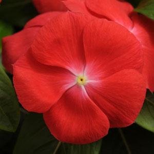 Катарантус розовый (Vinca rosea)
