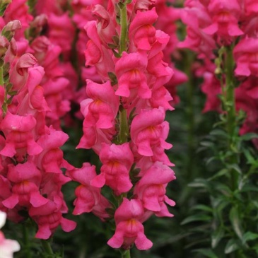 Львиный зев (Антирринум) большой (Antirrhinum majus)