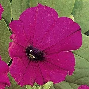 Петуния многоцветковая (Petunia multiflora)