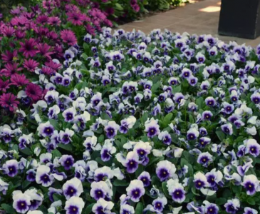 Виола рогатая (Viola cornuta)