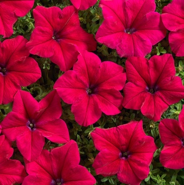 Петуния крупноцветковая (Petunia grandiflora)
