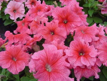 Петуния крупноцветковая (Petunia grandiflora)