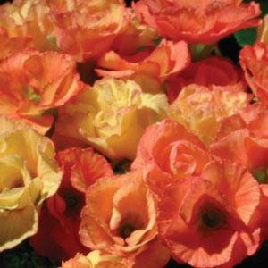 Примула бесстебельная (Primula acaulis)