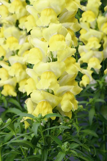 Львиный зев (Антирринум) большой (Antirrhinum majus)