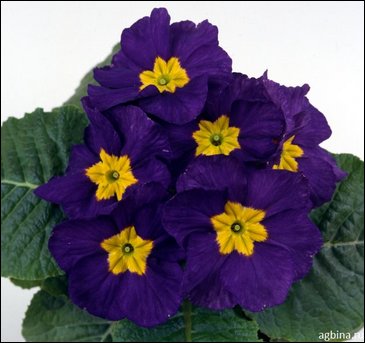 Примула бесстебельная (Primula acaulis)